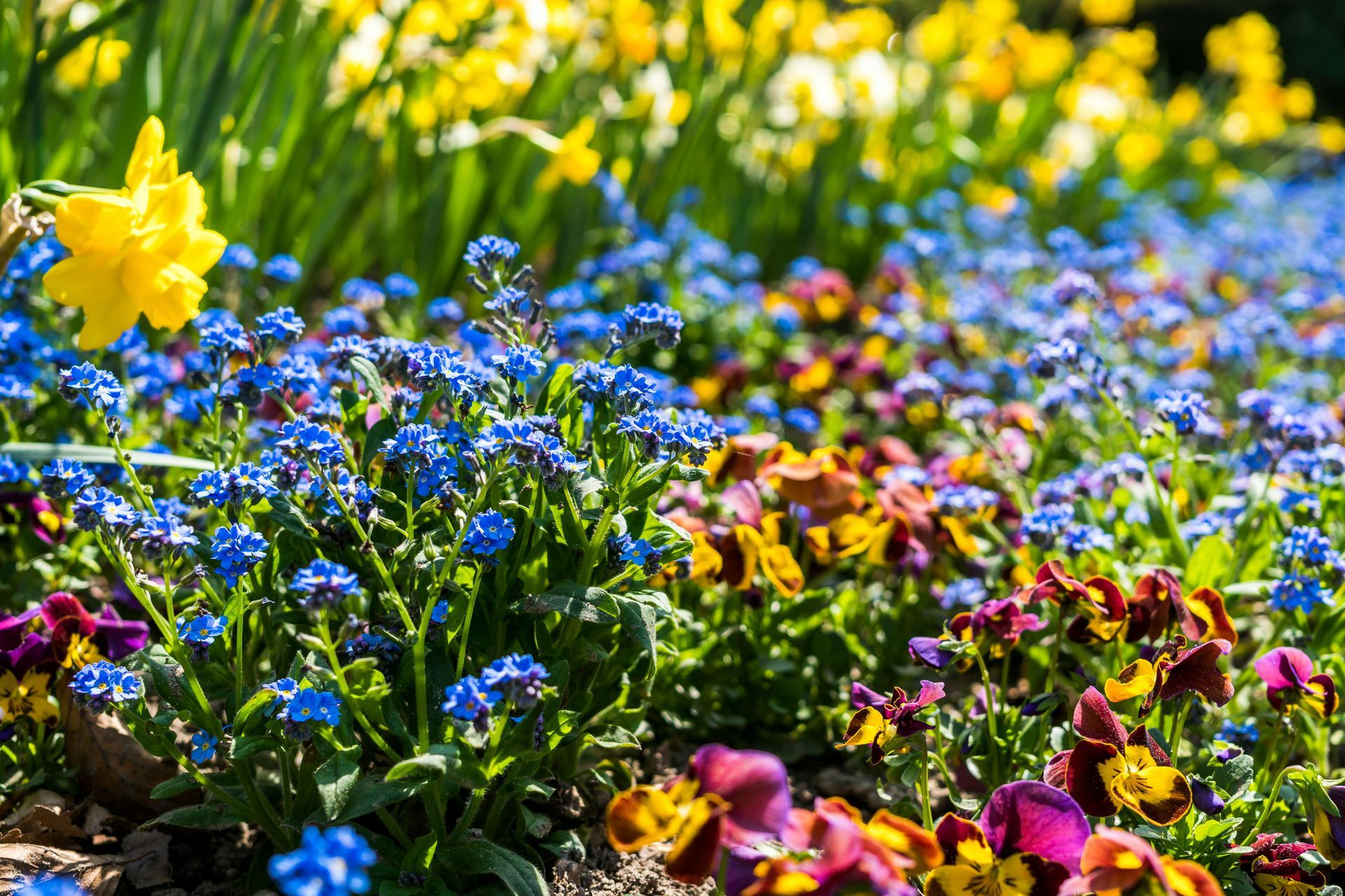 Brightly colored flower bed with blue, yellow, and purple blooms in a sunny garden.