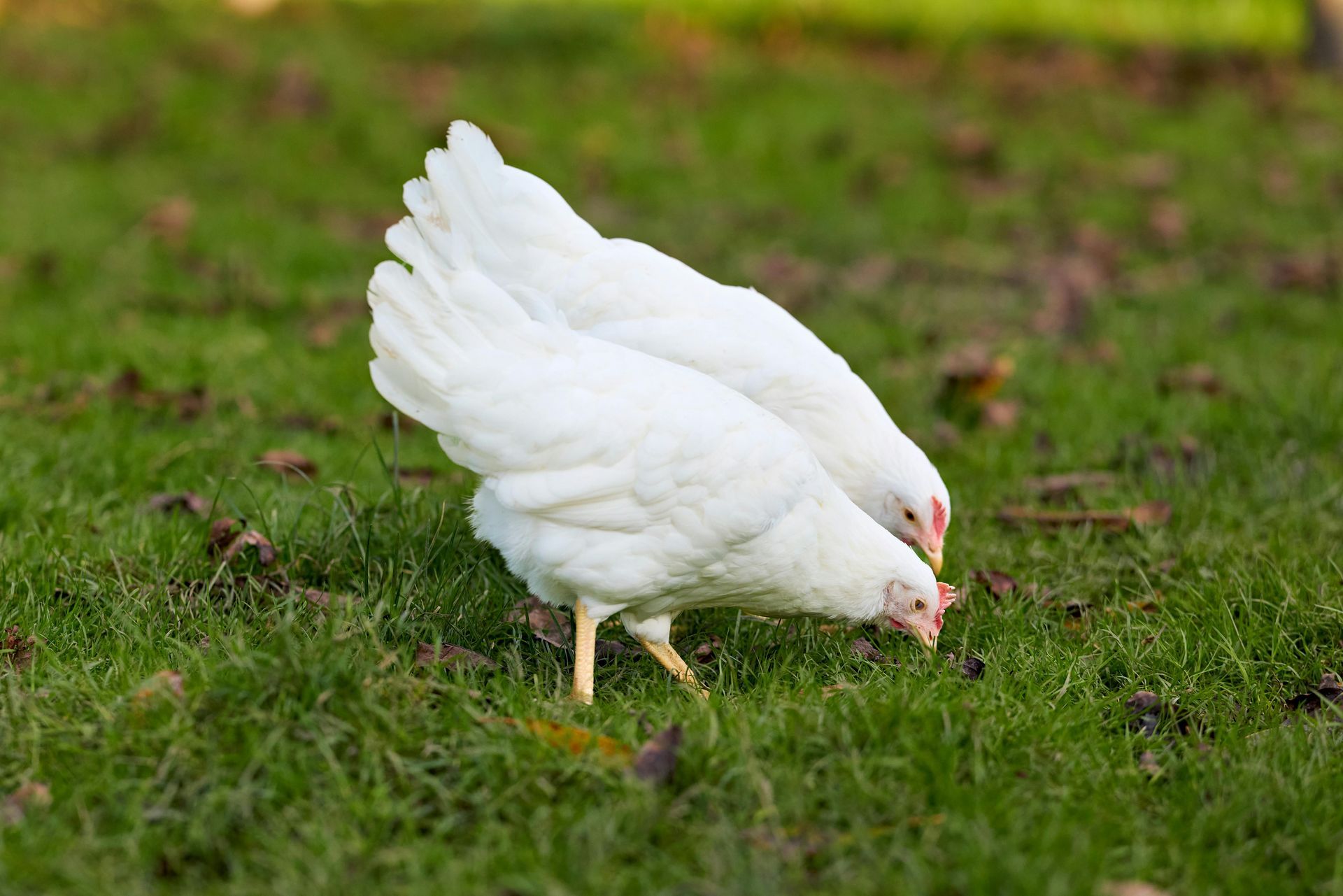 Two white chickens pecking at grass in a green, outdoor setting.
