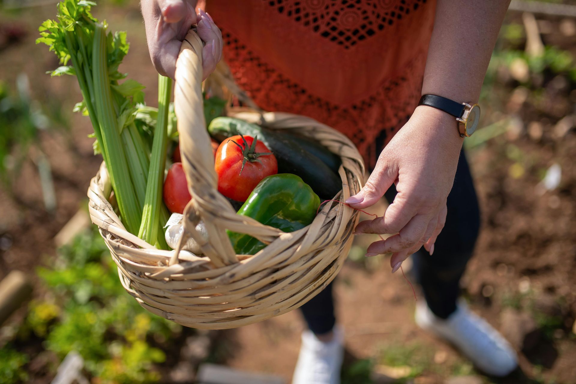Person holding a wicker basket filled with fresh garden vegetables: celery, tomato, bell pepper, and zucchini.