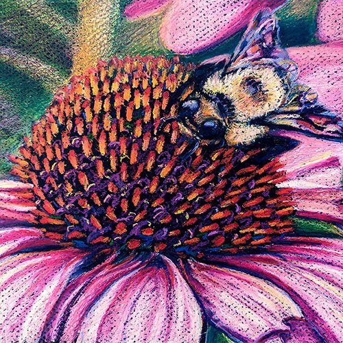Wax crayon drawing of a bumblebee on a pink coneflower
