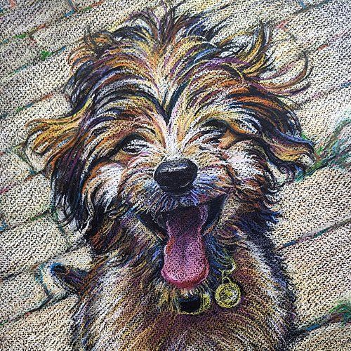 Wax crayon drawing of an aussie-doodle puppy.