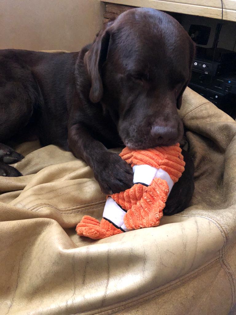 peluche pesce  per  cane