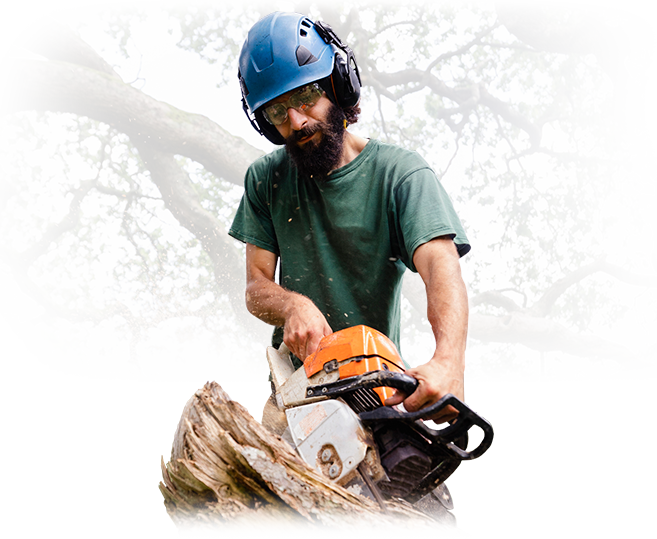 A man is cutting a tree with a chainsaw.
