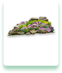 A rock garden with purple flowers and greenery on a white background.