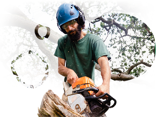 A man is cutting a tree with a chainsaw.