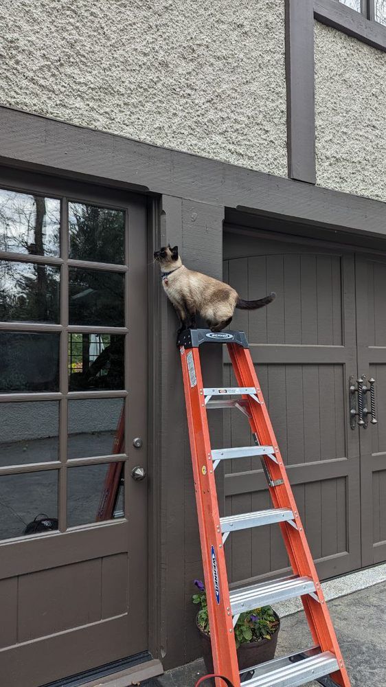 A cat is sitting on top of an orange ladder in front of a garage door.