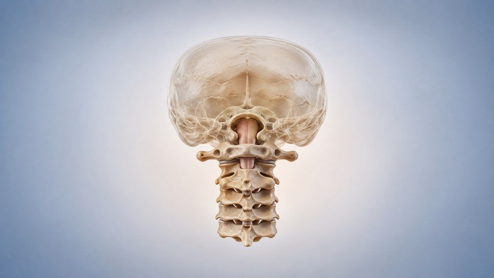 Anatomical illustration of the atlas and axis vertebrae at the top of the cervical spine