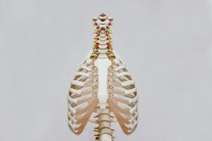 A close up of a skeleton with ribs and spine on a white background.