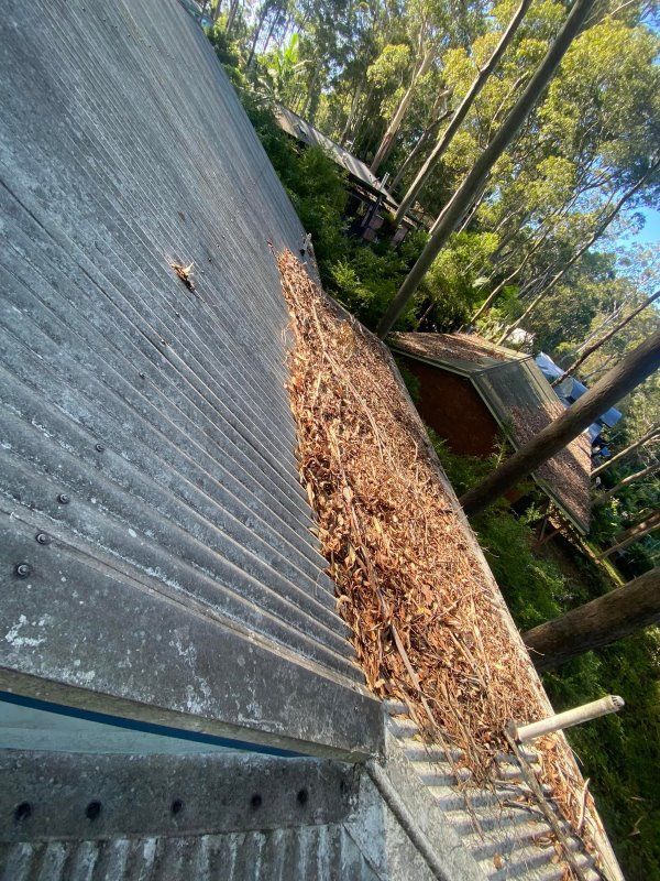 A Roof With A Lot Of Leaves On It And Trees In The Background — The Guttering Cleaning Man in Wingham, NSW