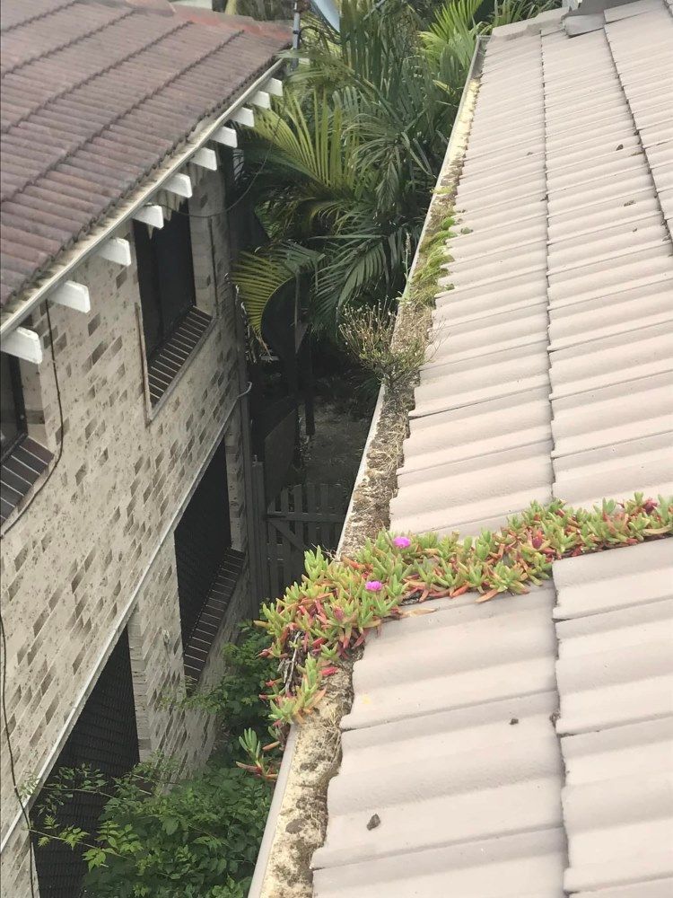 A Gutter On The Roof Of A Building With Flowers Growing Out Of It — The Guttering Cleaning Man in Old Bar, NSW