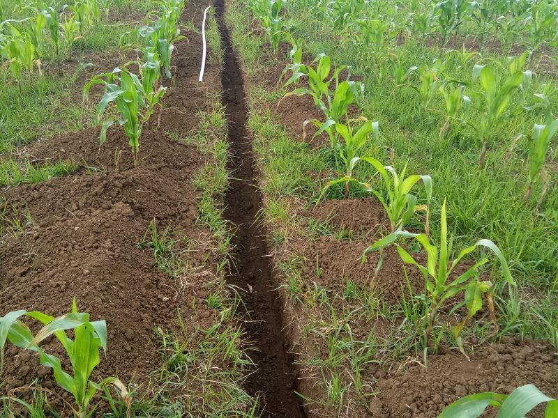 A row of corn plants are growing in a field.