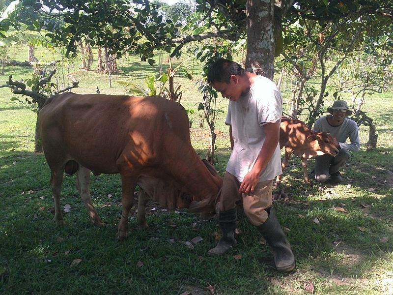 A man standing next to a cow in a field