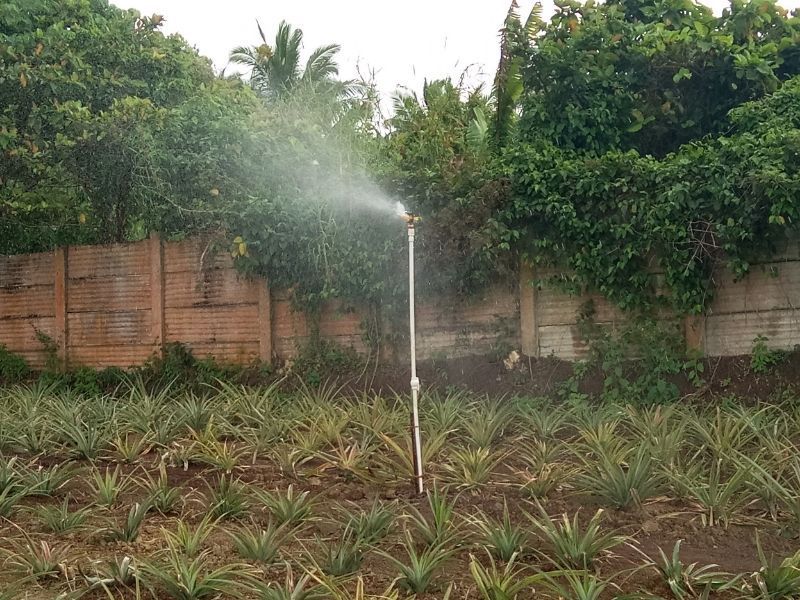A sprinkler is spraying water on a field of pineapples.