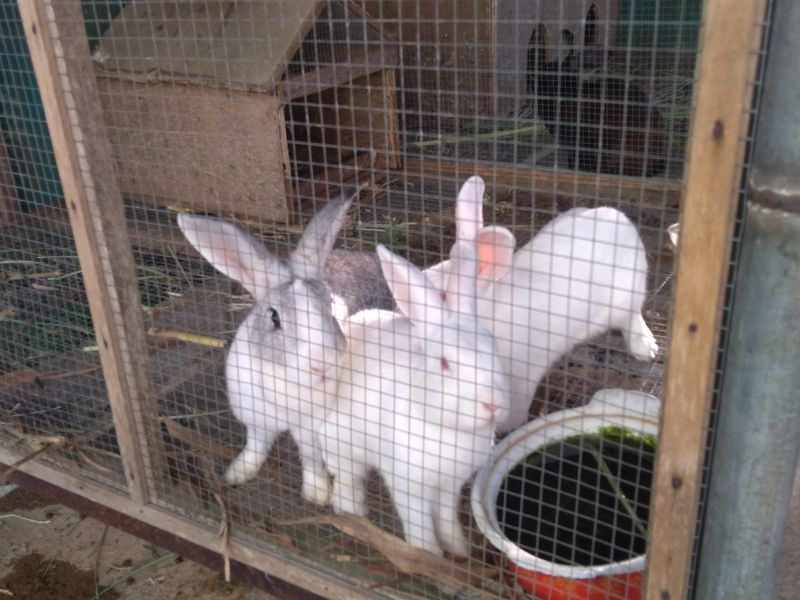 Three white rabbits are standing next to each other in a cage.