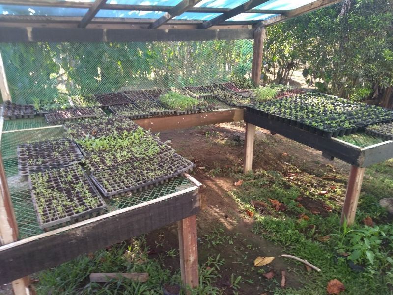 A greenhouse filled with lots of trays of plants