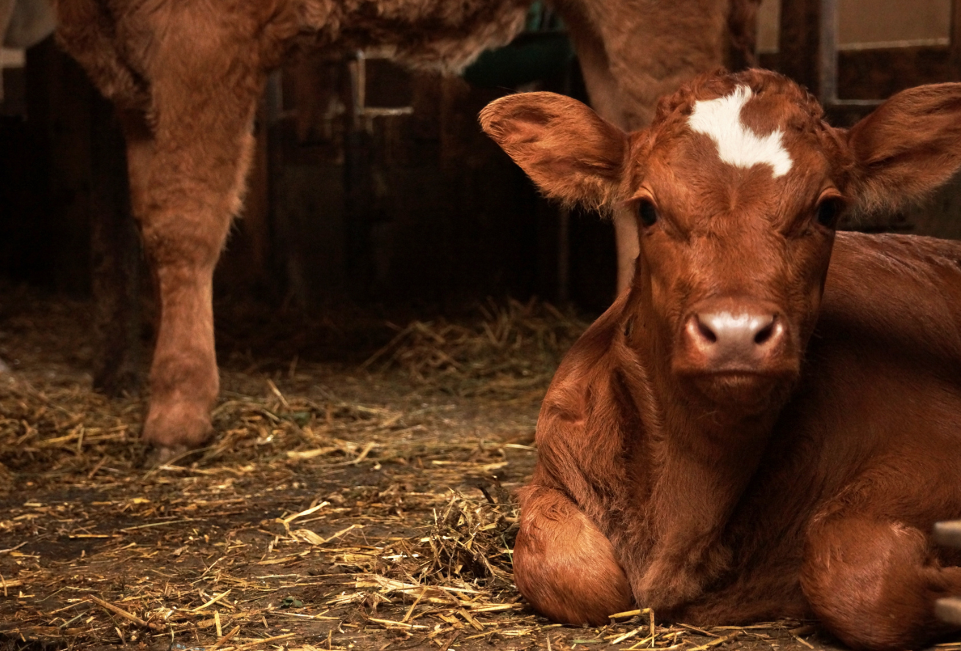 A brown calf with a white spot on its head is laying in the hay.