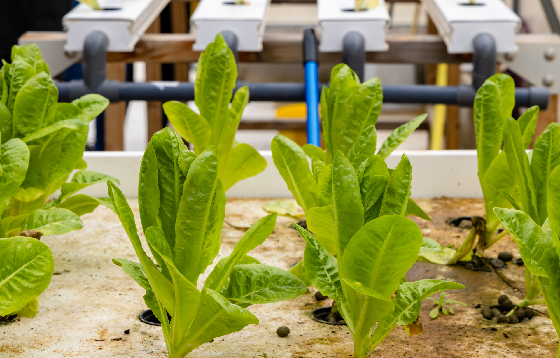 A row of lettuce plants growing in a hydroponic system.