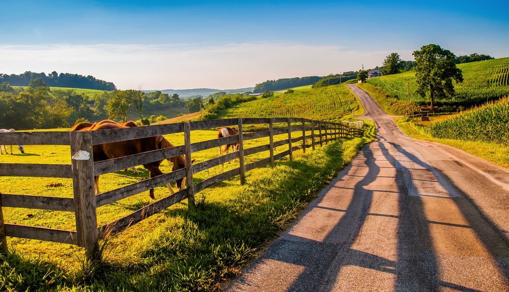 A Cow Is Standing On A Wooden Fence Next To A Dirt Road — Perry's Timber & Fencing In Dapto, NSW