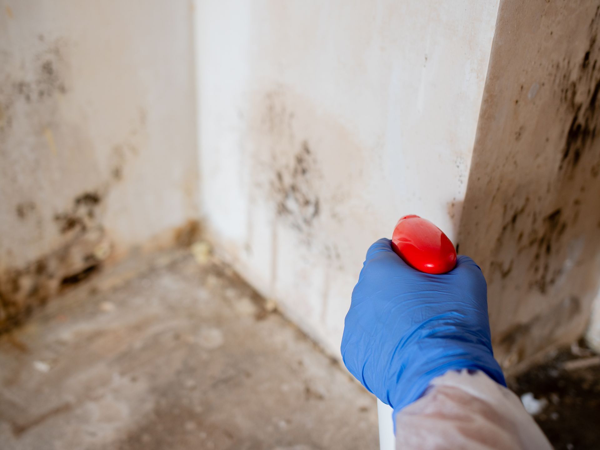 A gloved hand sprays moldy wall in a damp corner.