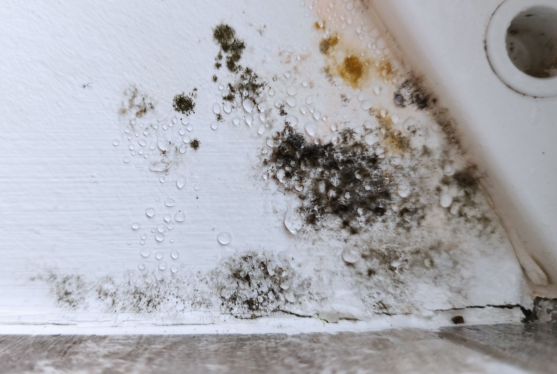 Mold growth on a white wall and baseboard, with water droplets present.