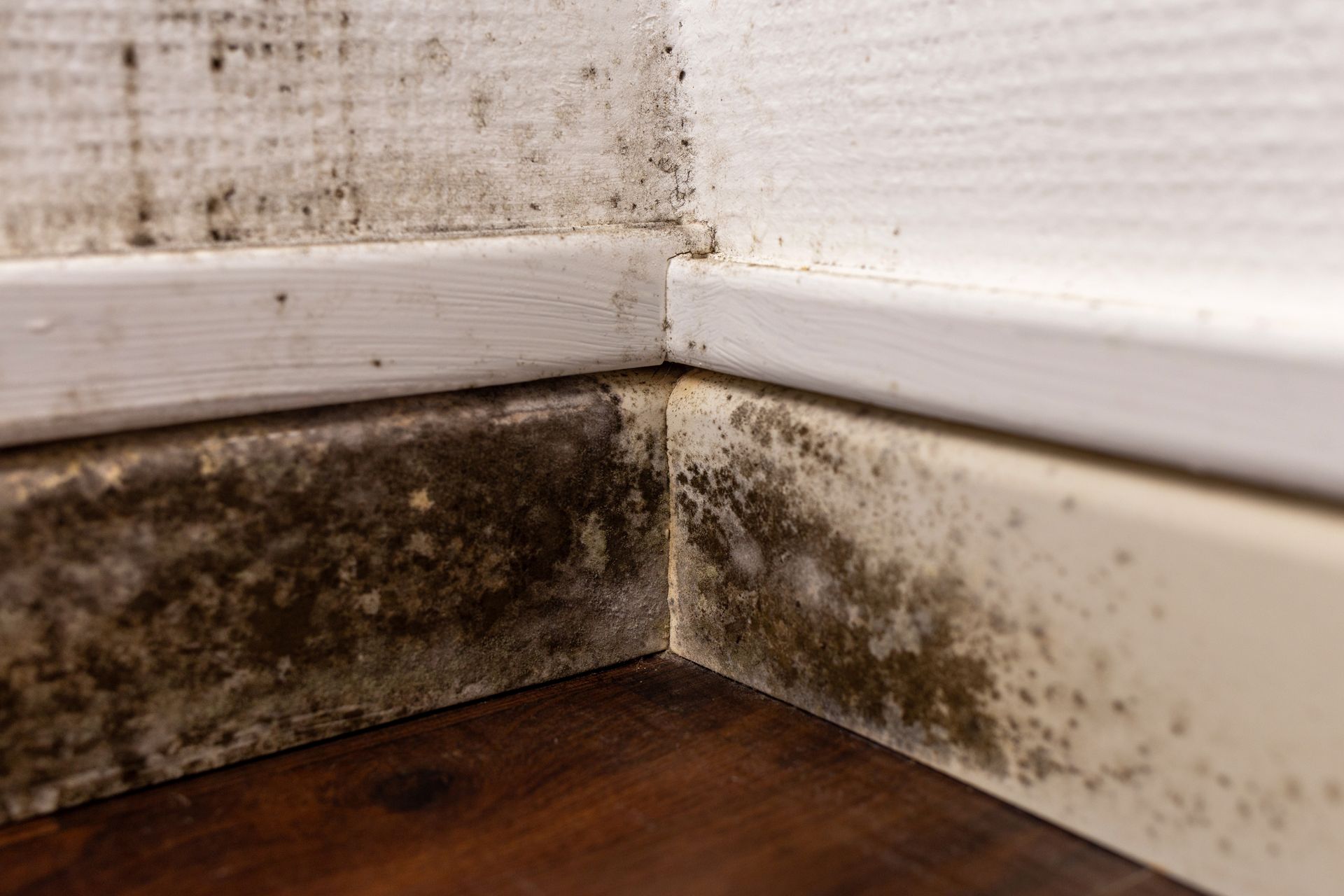 Mold growth on baseboards and wall in a corner.