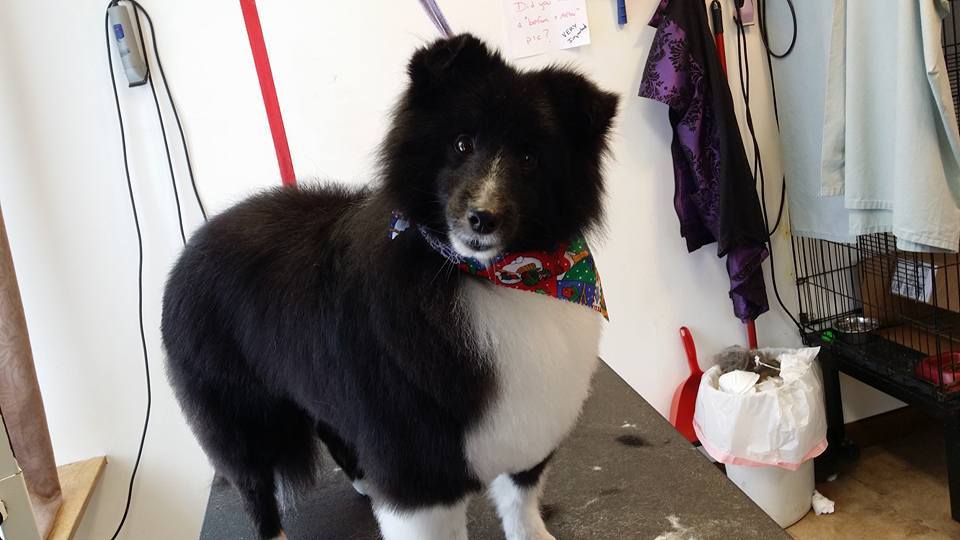 Dog Training Classes VT Dog Boarding VT Pet Grooming Lyndonville