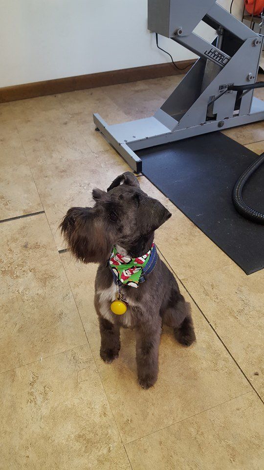 Dog Training Classes VT Dog Boarding VT Pet Grooming Lyndonville