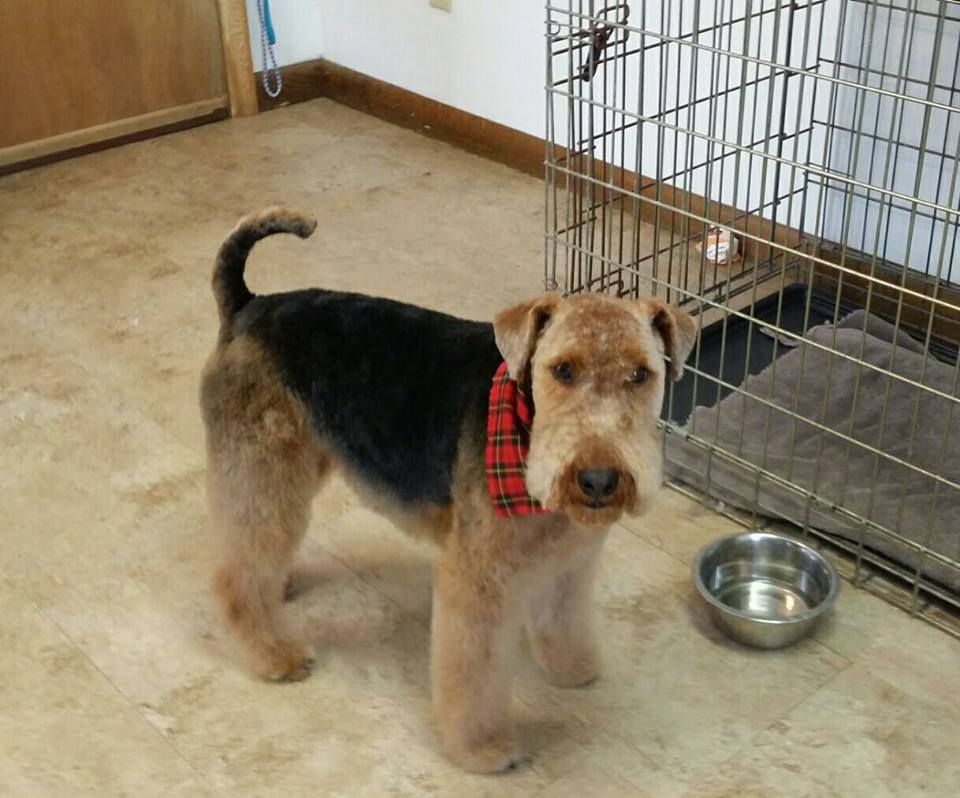 Dog Training Classes VT Dog Boarding VT Pet Grooming Lyndonville