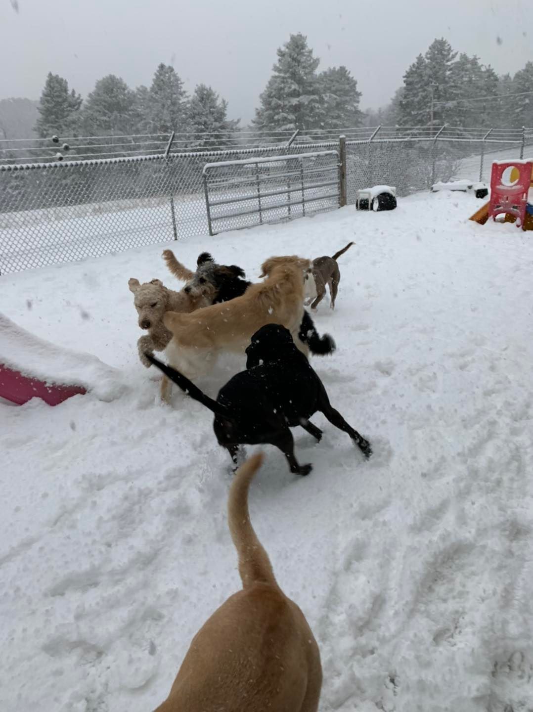 Dog Training Classes VT Dog Boarding VT Pet Grooming Lyndonville