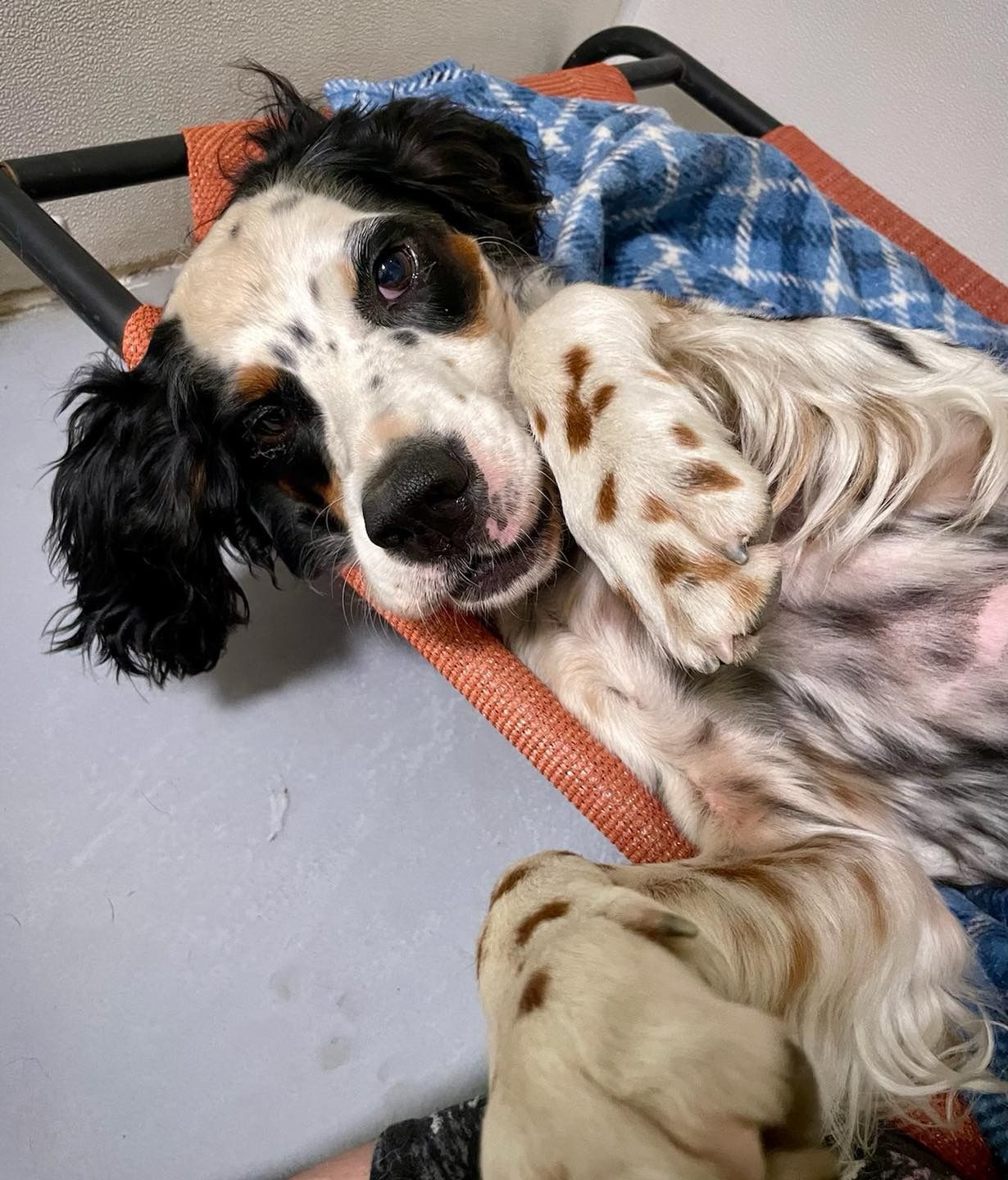 Dog Training Classes VT Dog Boarding VT Pet Grooming Lyndonville