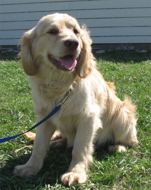 Al - Golden Retriever