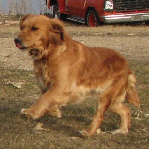 Amber - Dakota Sport Retrievers