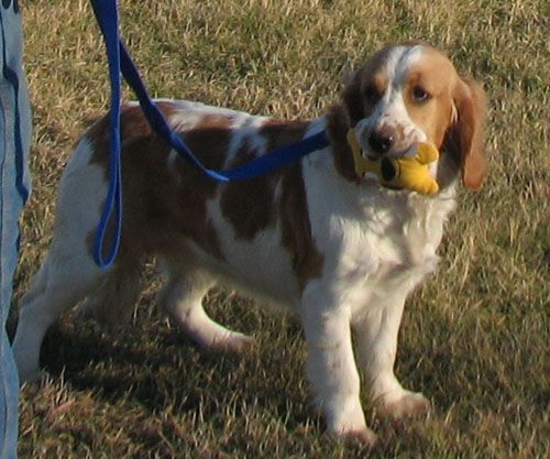 Ami - Dakota Sport Retriever
