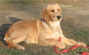 Basil - Dakota Sport Retriever