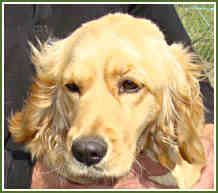 Bree - Dakota Sport Retriever