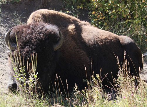 Buffalo Hiding