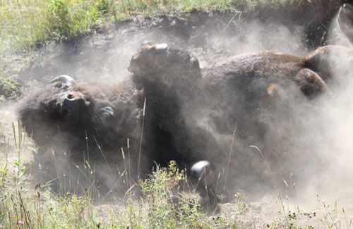 Buffalo rolling