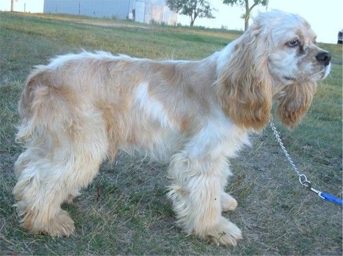 Charlie - American Cocker Spaniel