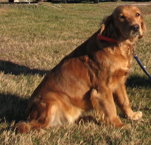 Adult Dog