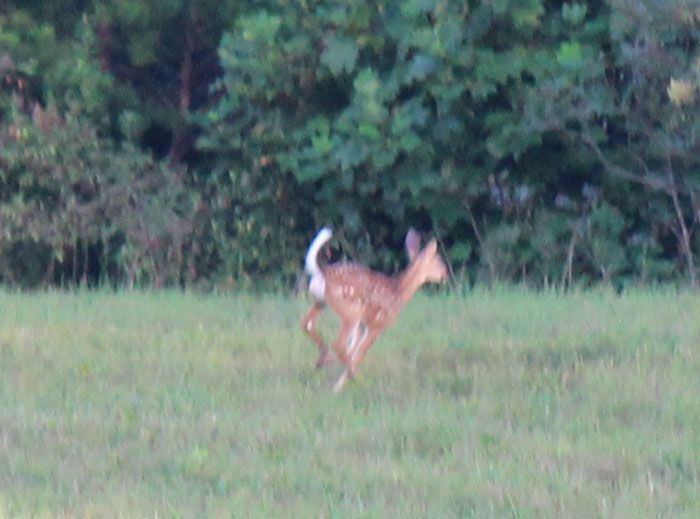 Deer Running