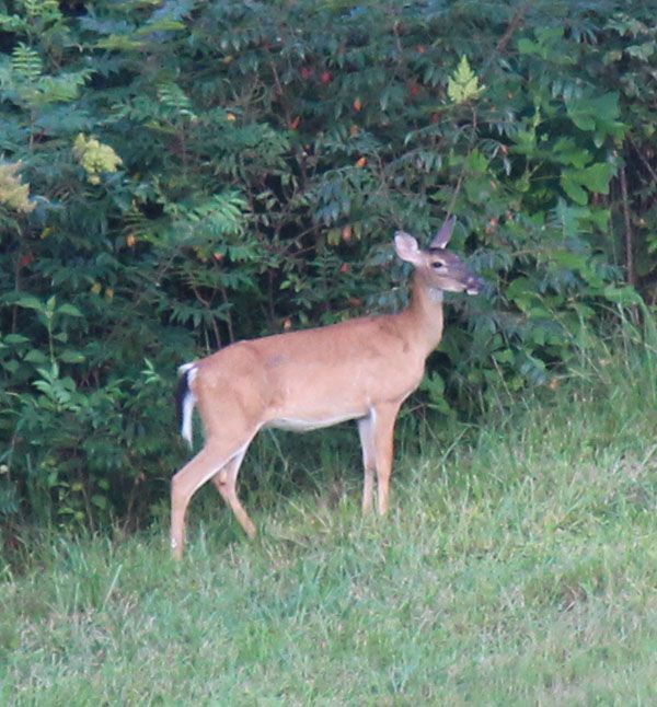 Deer Standing
