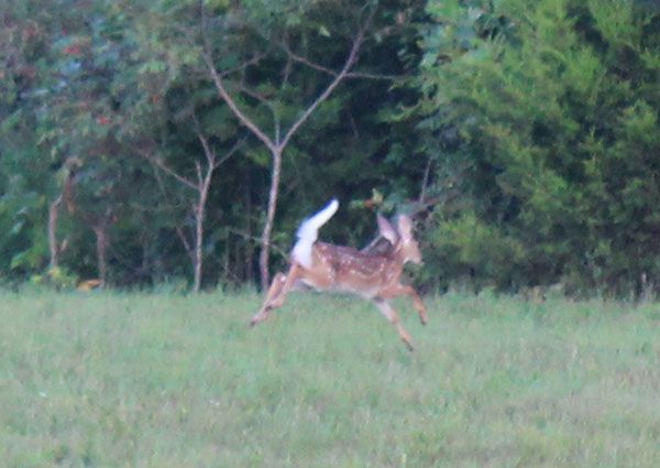 Deers Running