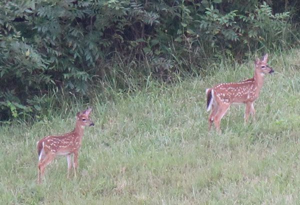 Deers Standing