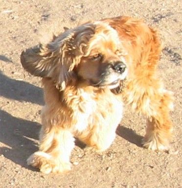 Duke - American Cocker Spaniel