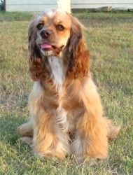 Dutchess - American Cocker Spaniel