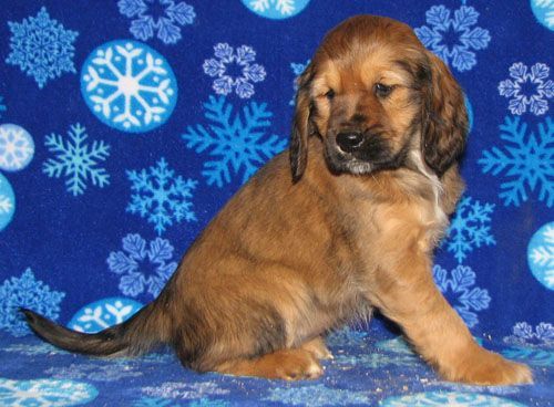 Sable, base color is black