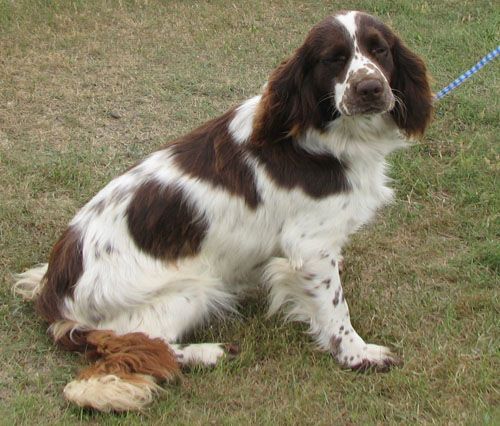 Felicia - Dakota Sport Retriever