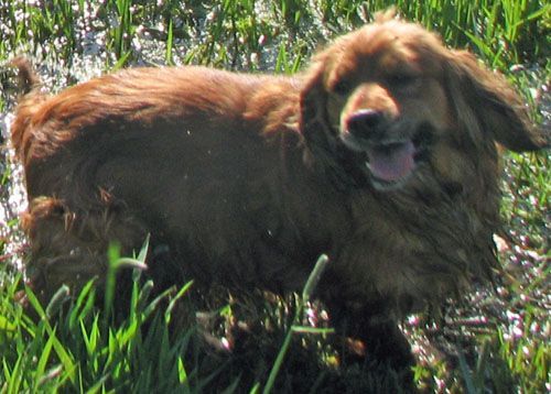 Fiesta - Dakota Sport Retrievers