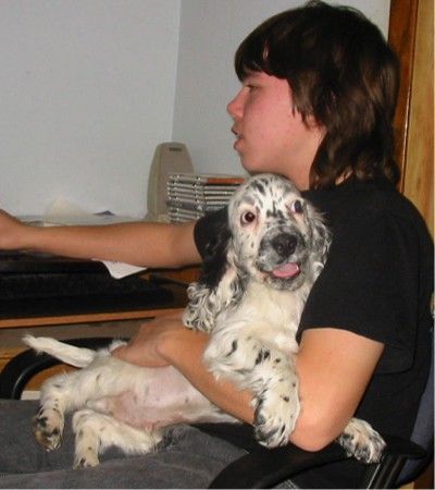 Gil - English Cocker Spaniels