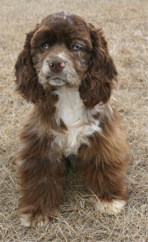 Isabelle - American Cocker Spaniel